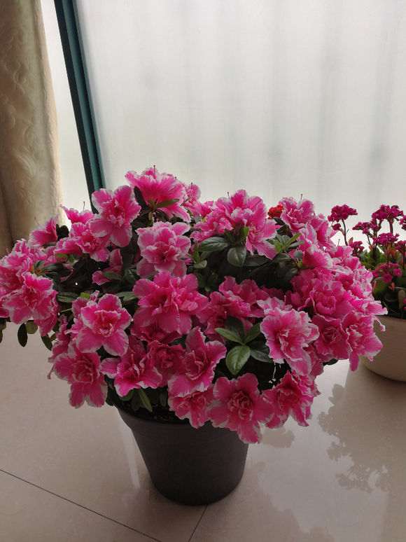 杜鹃下山桩花期长一个月