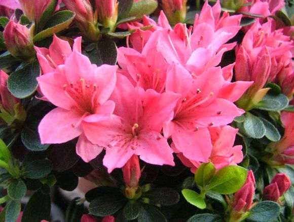 杜鹃下山桩花期长一个月