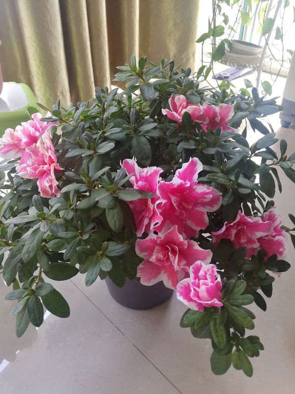 杜鹃下山桩花期长一个月