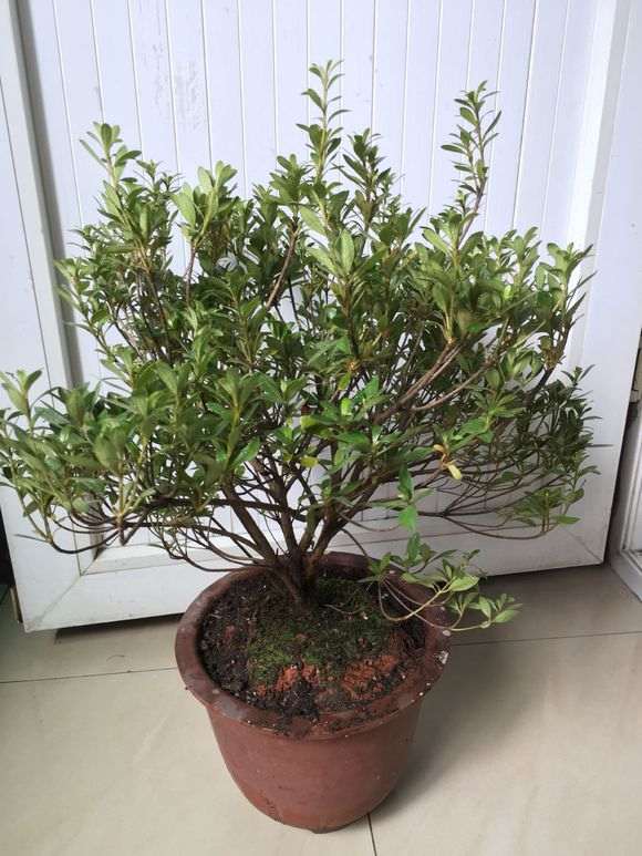看看这是什么品种的杜鹃下山桩 图片