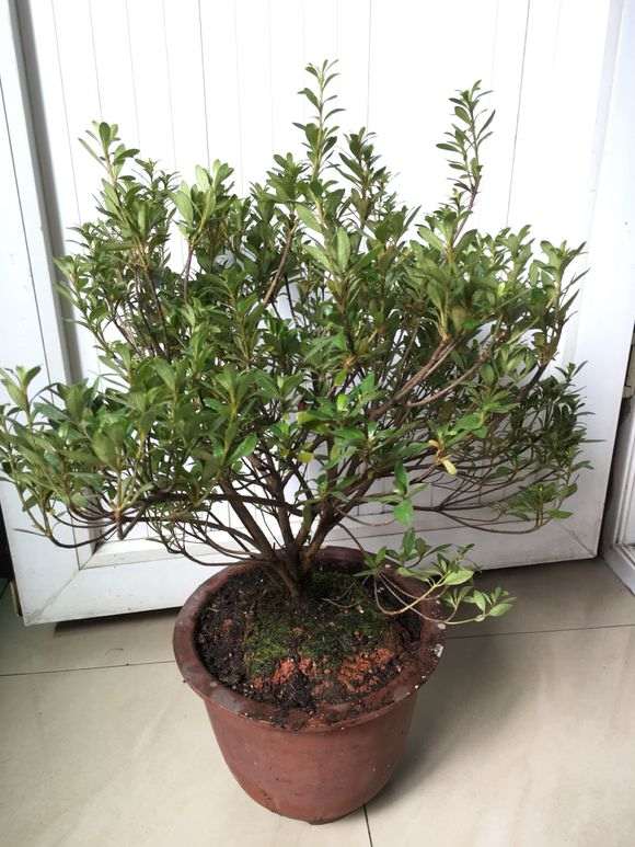看看这是什么品种的杜鹃下山桩 图片