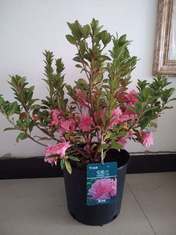 晒晒自己的两盆安酷杜鹃下山桩 图片