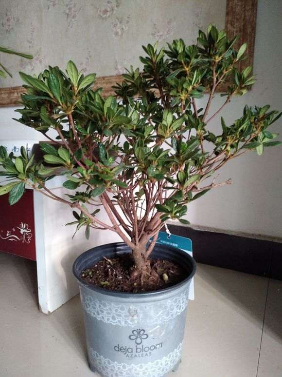 晒晒自己的两盆安酷杜鹃下山桩 图片