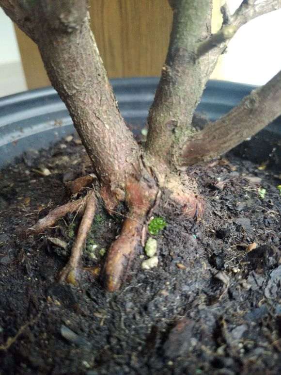 晒晒自己的两盆安酷杜鹃下山桩 图片