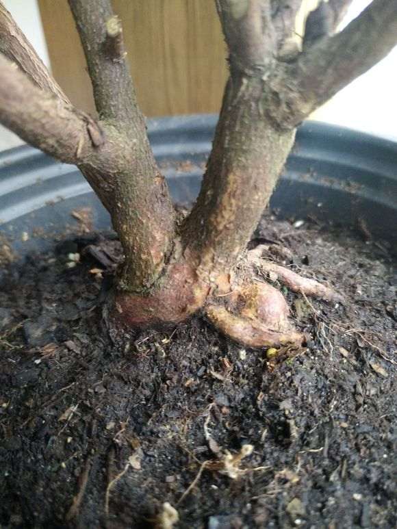 晒晒自己的两盆安酷杜鹃下山桩 图片