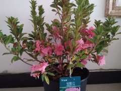 晒晒自己的两盆安酷杜鹃下山桩 图片