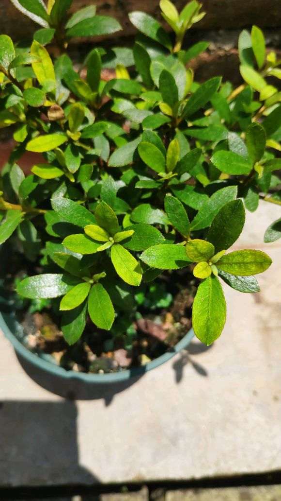 我的杜鹃下山桩还在长新叶