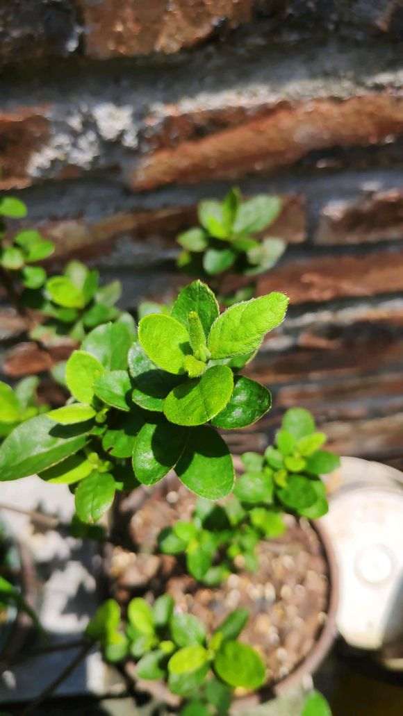 我的杜鹃下山桩还在长新叶