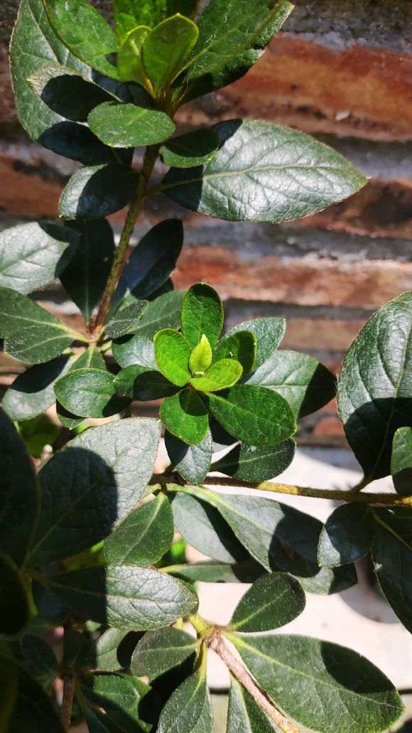 我的杜鹃下山桩还在长新叶