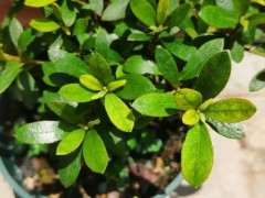 我的杜鹃下山桩还在长新叶 没遮阴 图片