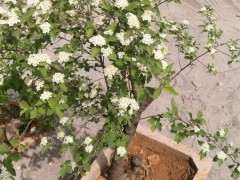 有耐寒的大树杜鹃下山桩吗 图片