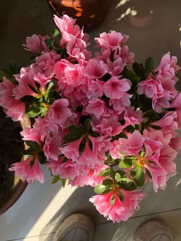 杜鹃下山桩花有四季都能开的吗 图片