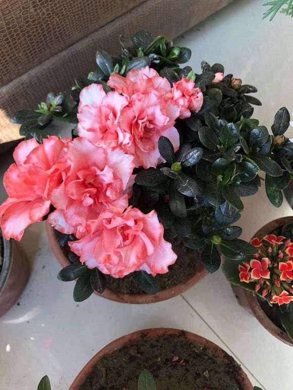 杜鹃下山桩花有四季都能开的吗 图片