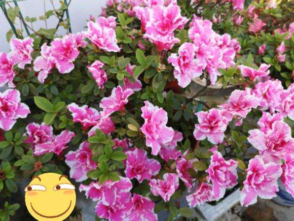 杜鹃下山桩花有四季都能开的吗 图片