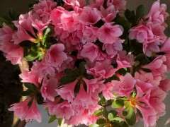 杜鹃下山桩花有四季都能开的吗 图片