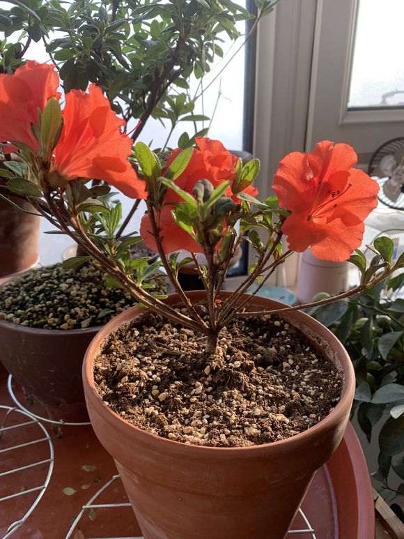 杜鹃下山桩花后大剪到再次开花要5-6个月