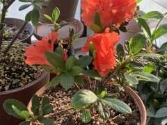 杜鹃下山桩花后大剪到再次开花要5-6个月