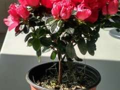 看东北三月怎么养护杜鹃下山桩 图片