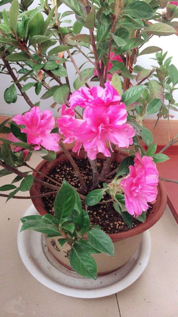 安酷杜鹃下山桩还有一个特点 价格贵