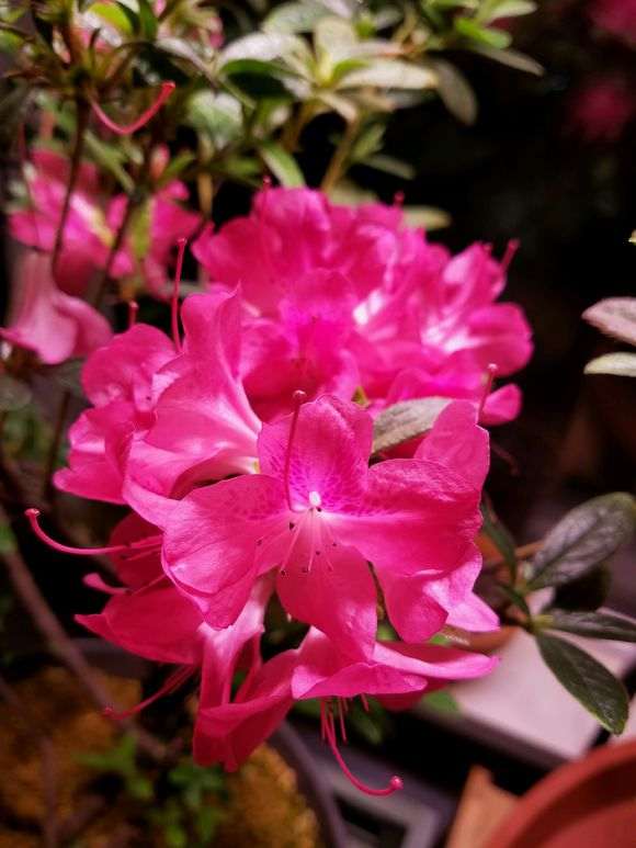 有开黄色花的杜鹃下山桩吗