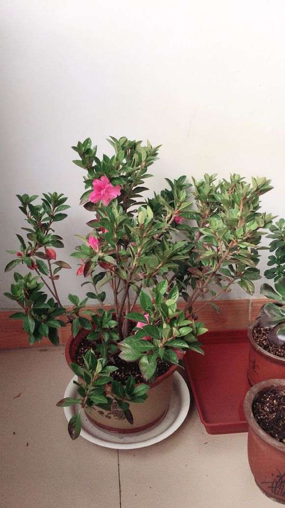 有开黄色花的杜鹃下山桩吗