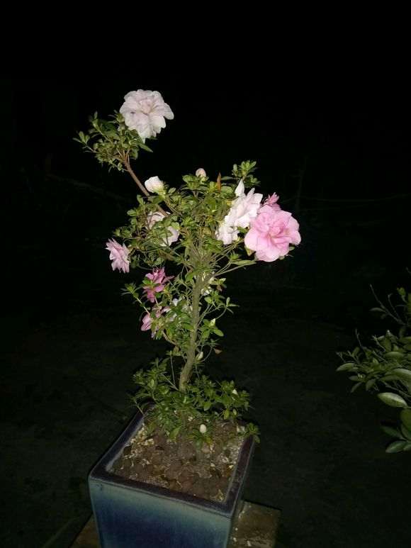 杜鹃下山桩很难种的是吗