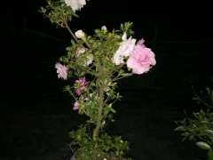 杜鹃下山桩很难种的是吗 图片