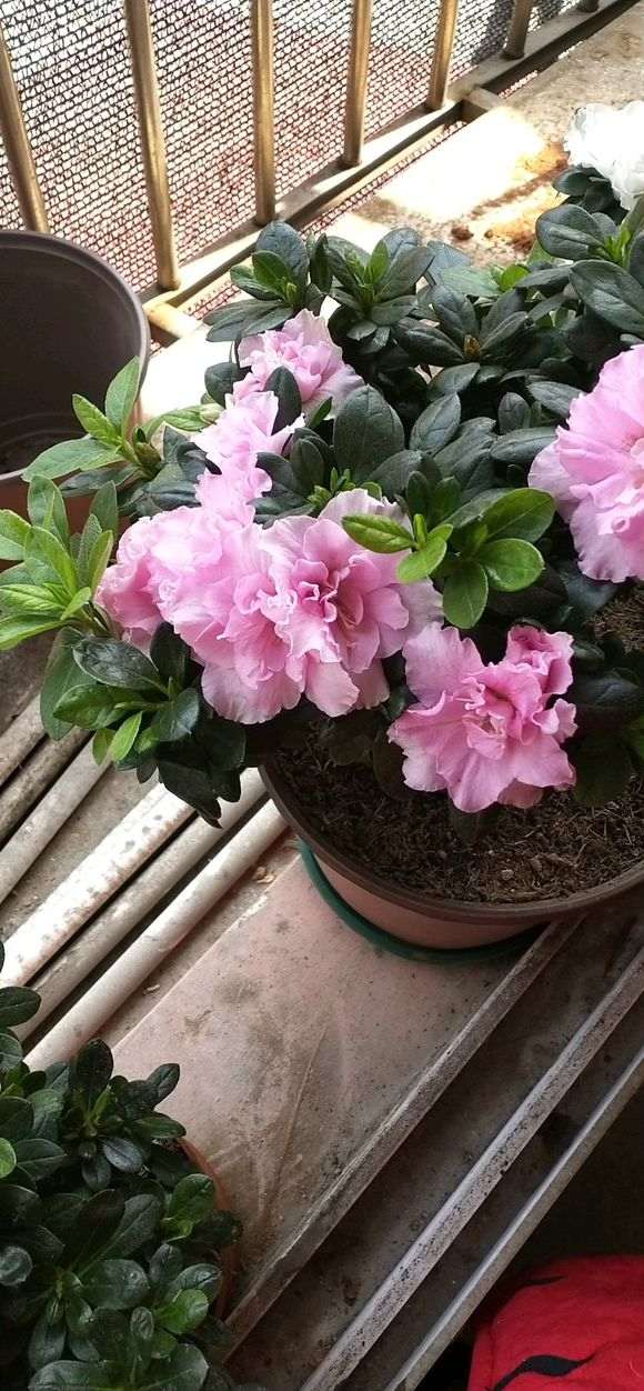 为什么杜鹃下山桩的花期不过就2-3天 图片