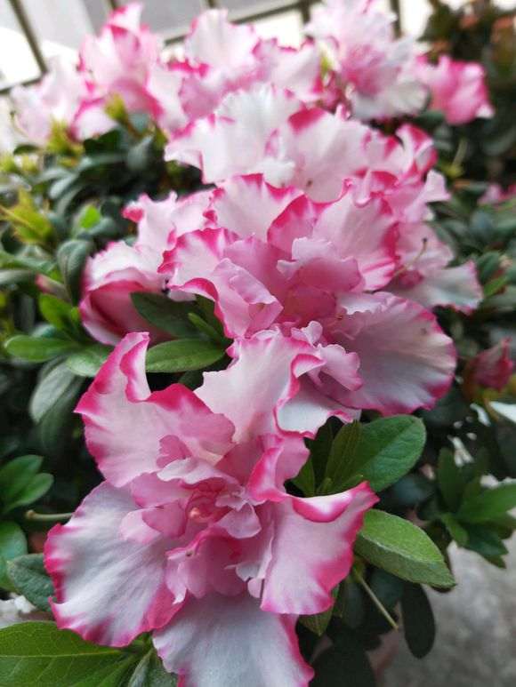 为什么杜鹃下山桩的花期不过就2-3天 图片