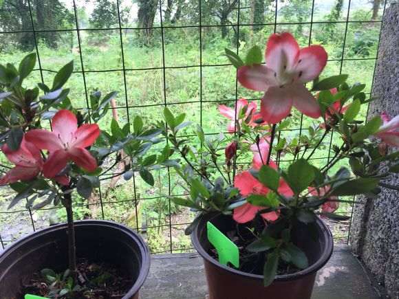 谁能告诉我这杜鹃下山桩叫叫什么名字