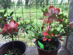 谁能告诉我这杜鹃下山桩叫叫什么名字