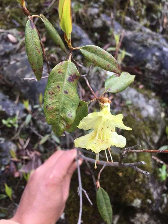 这是野生的黄杜鹃下山桩吗 图片
