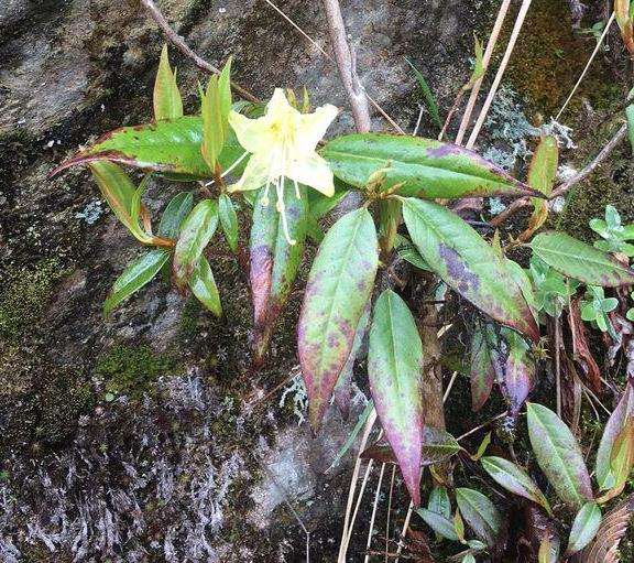 这是野生的黄杜鹃下山桩吗 图片