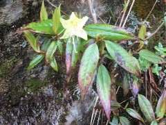 这是野生的黄杜鹃下山桩吗 图片