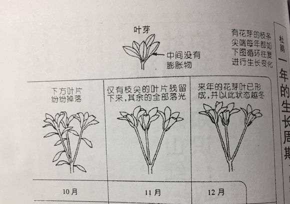 为什么低于零度杜鹃下山桩会冻死