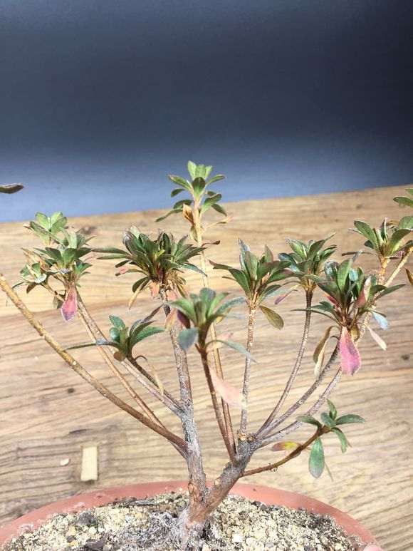 为什么低于零度杜鹃下山桩会冻死