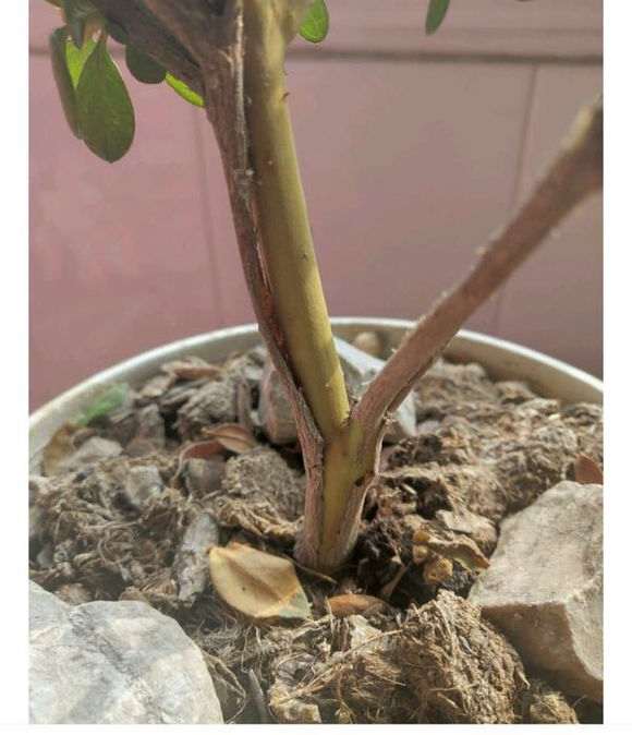 为什么低于零度杜鹃下山桩会冻死