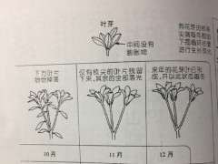 为什么低于零度杜鹃下山桩会冻死