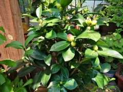 四季杜鹃下山桩茶花怎么养护的方法 图片