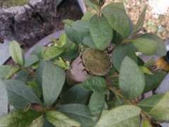 为什么杜鹃下山桩要冻一冻 开花才旺盛