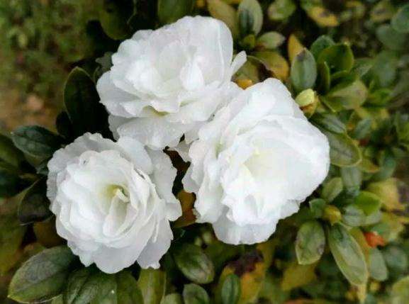 杜鹃下山桩花白珍珠 哪个花友养过 图片