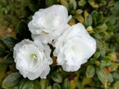 杜鹃下山桩花白珍珠 哪个花友养过 图片