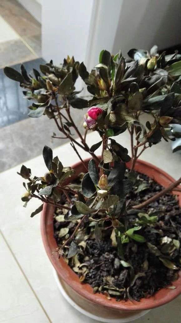 为什么杜鹃下山桩的叶子枯萎