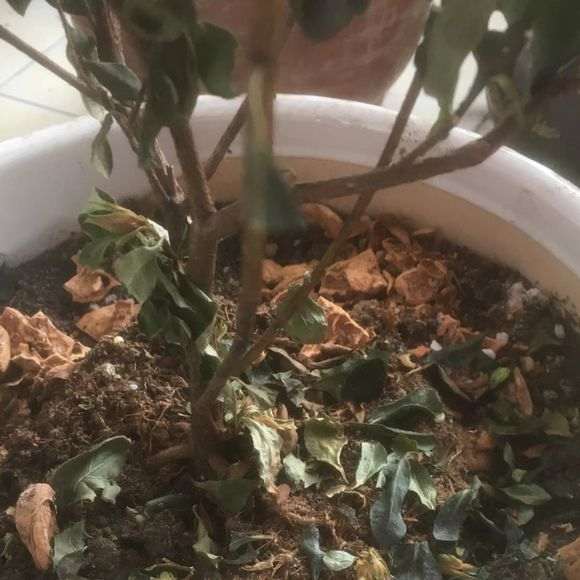 为什么杜鹃下山桩的叶子枯萎