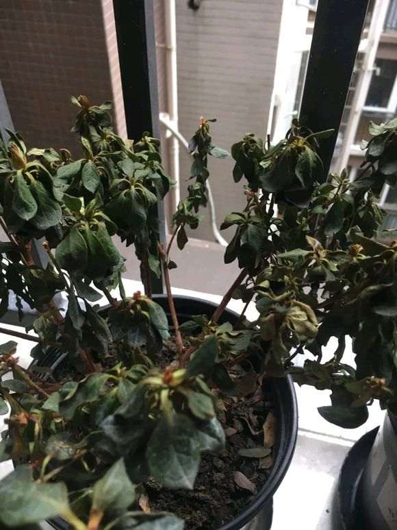 为什么杜鹃下山桩的叶子枯萎