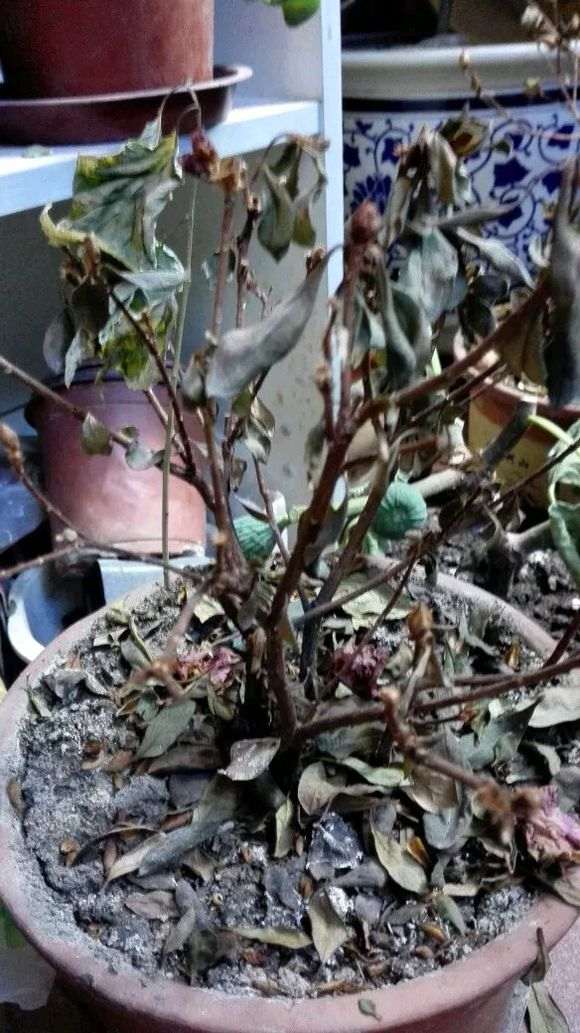 为什么杜鹃下山桩的叶子枯萎