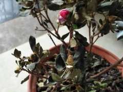 为什么杜鹃下山桩的叶子枯萎 怎么办