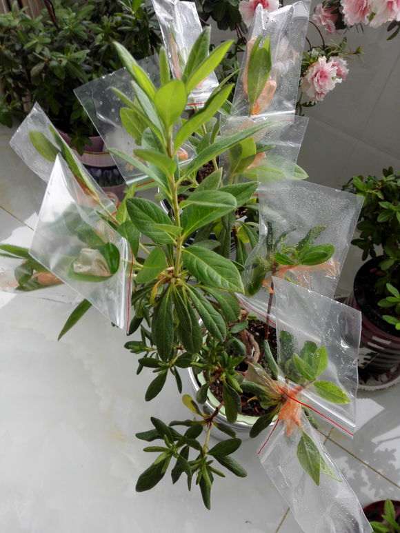 杜鹃下山桩嫁接枝条 套袋两个月 全活了