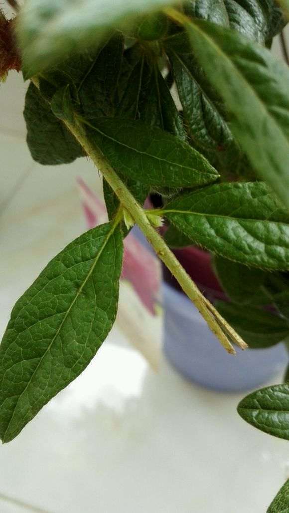 杜鹃下山桩嫁接枝条 套袋两个月 全活了