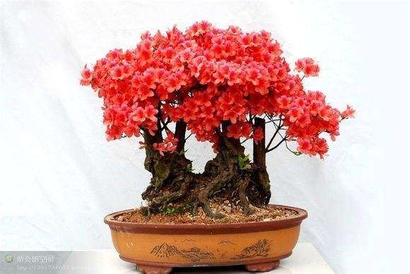 那棵被剪的杜鹃下山桩活了吗 图片